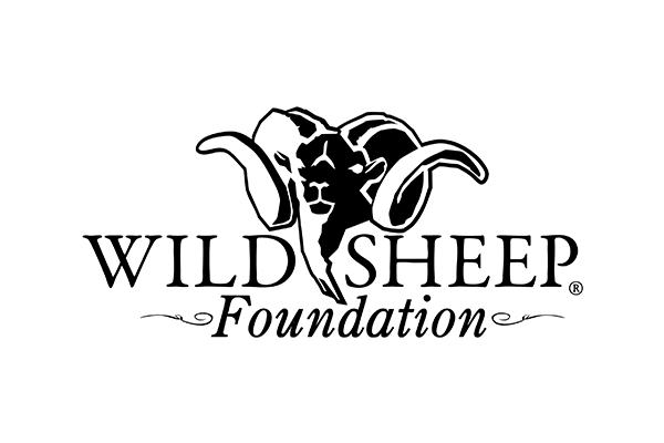 Wild-Sheep-n