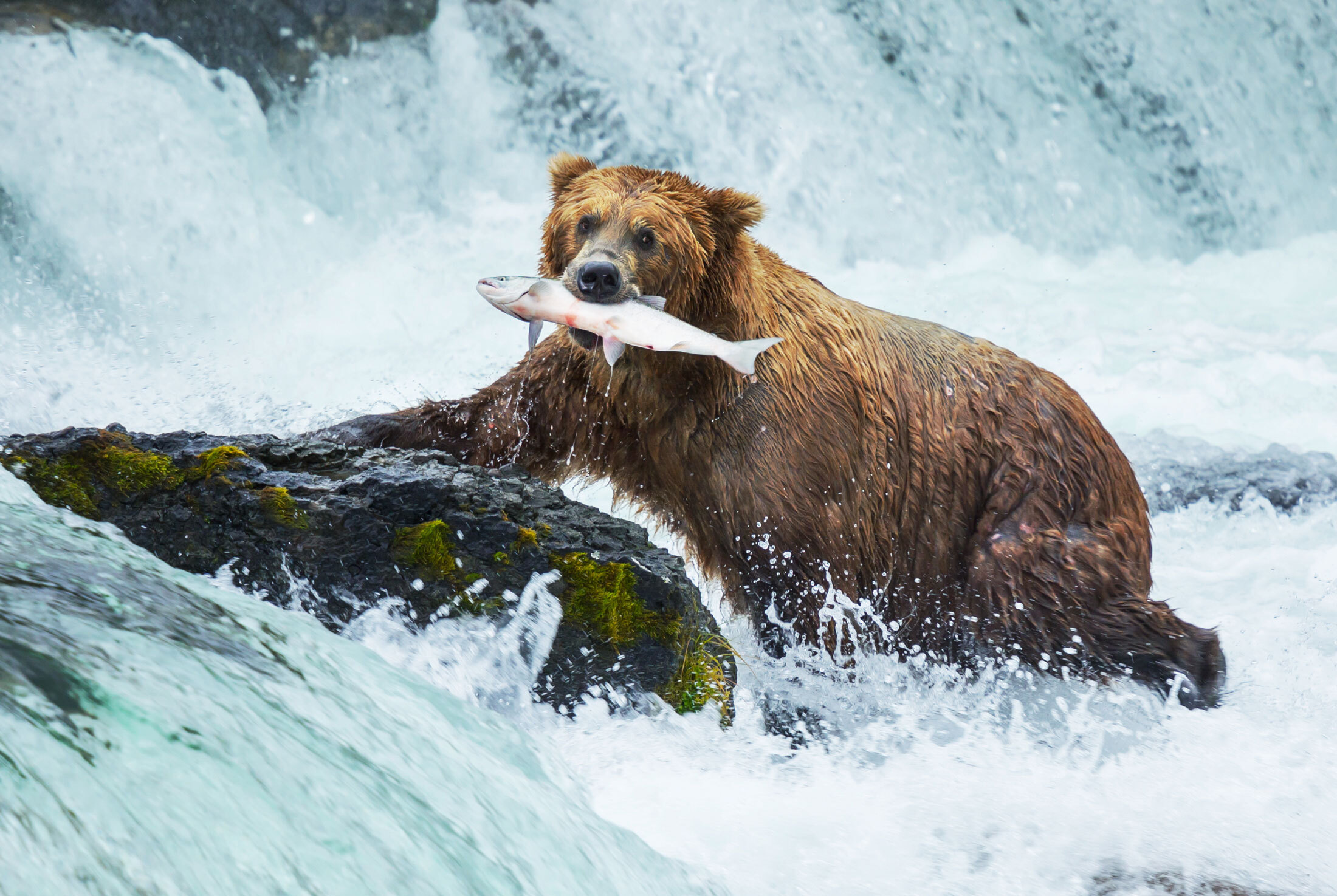 Alaska-Brown-Bear-header-img