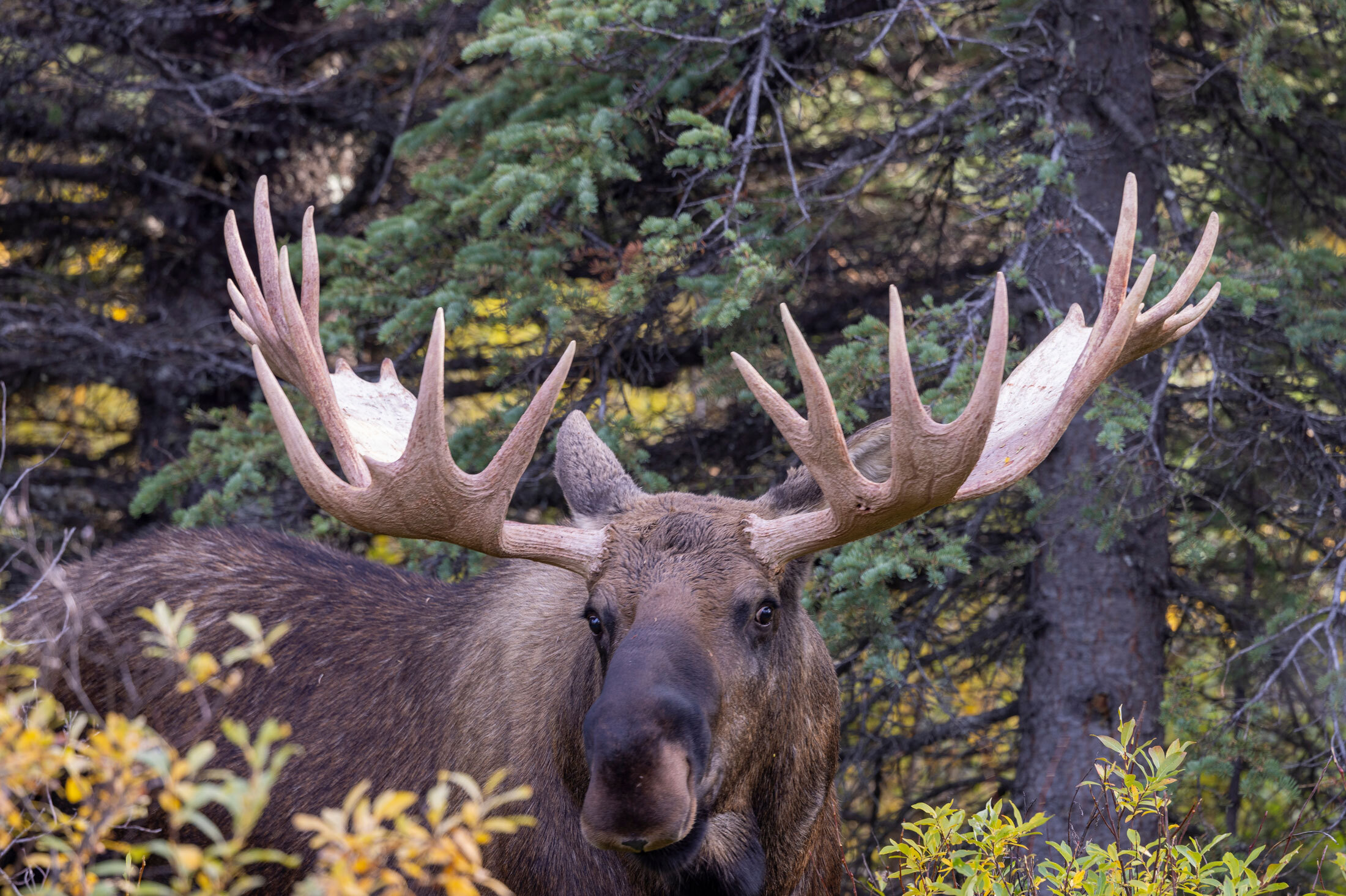 Alaska-Yukon-Moose-header-img