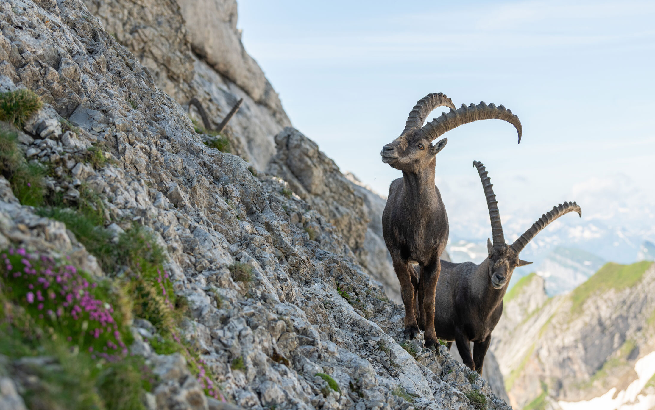 Alpine-Ibex-header-img