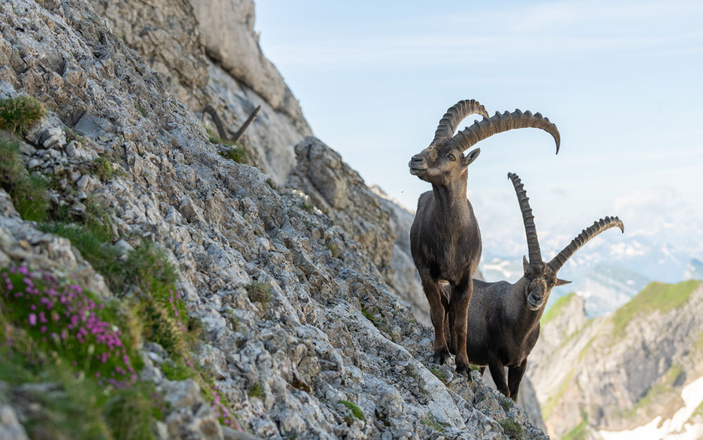 Alpine-Ibex-img-2