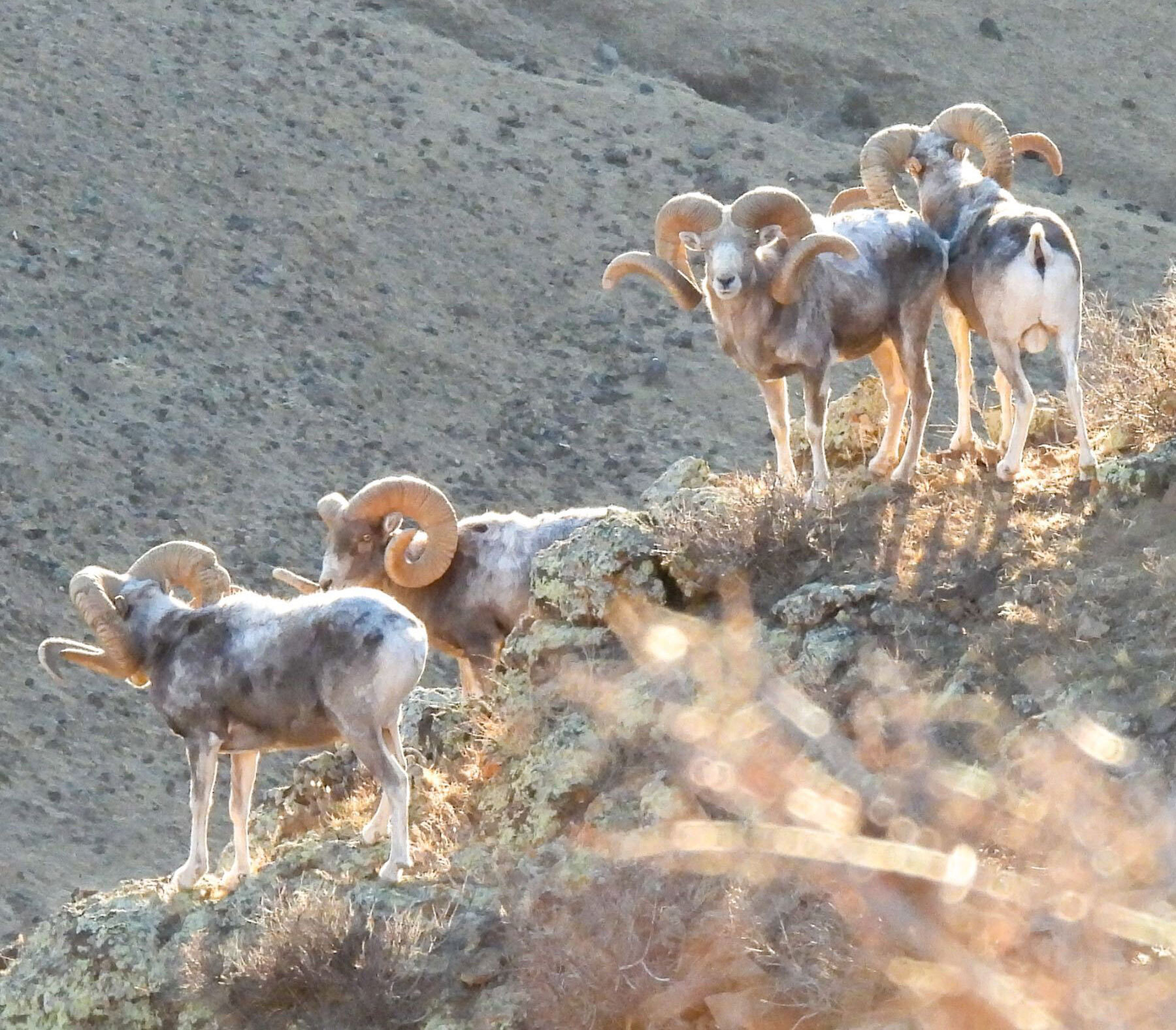 Altai-Argali-header-img