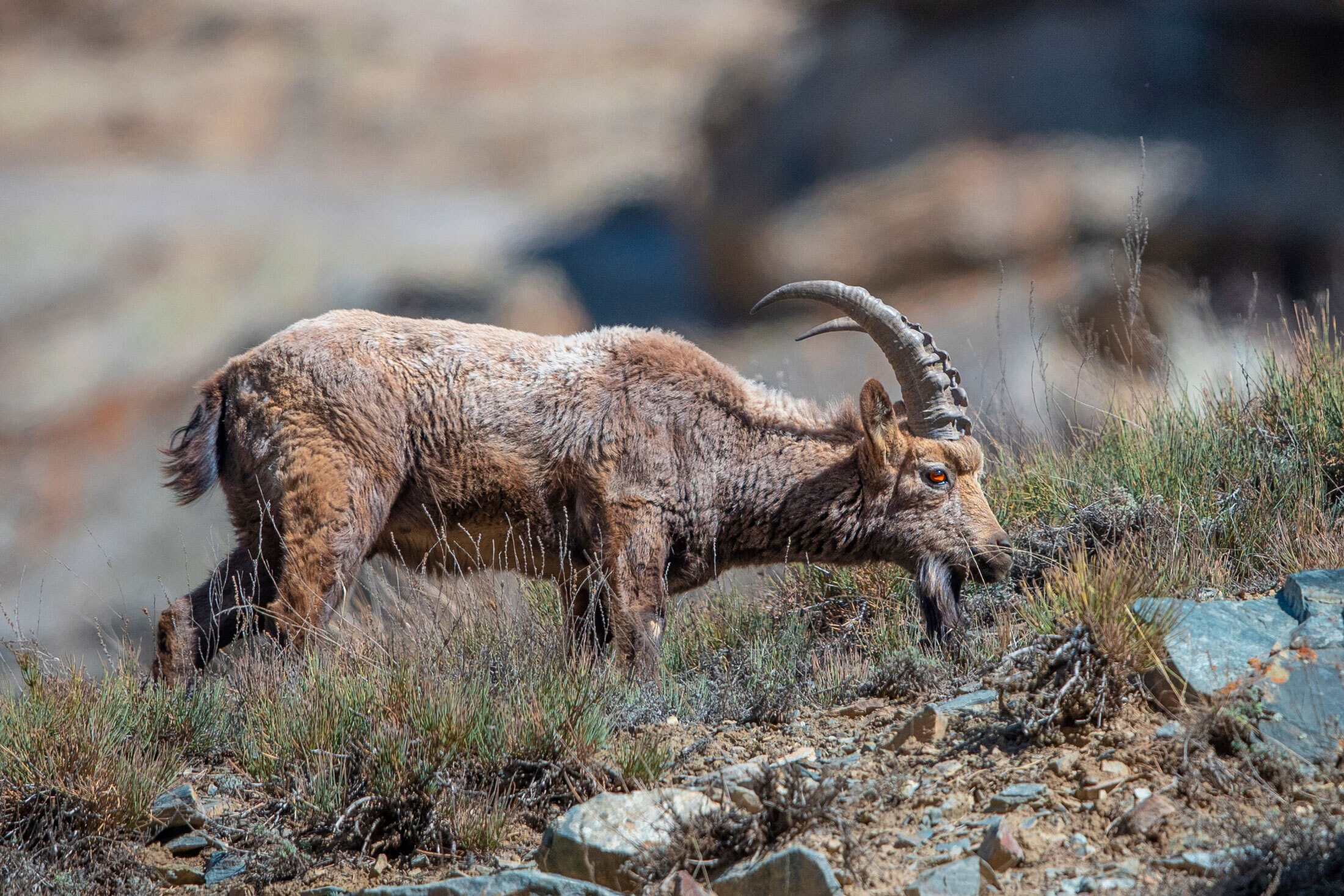 Altai-Ibex-header-img
