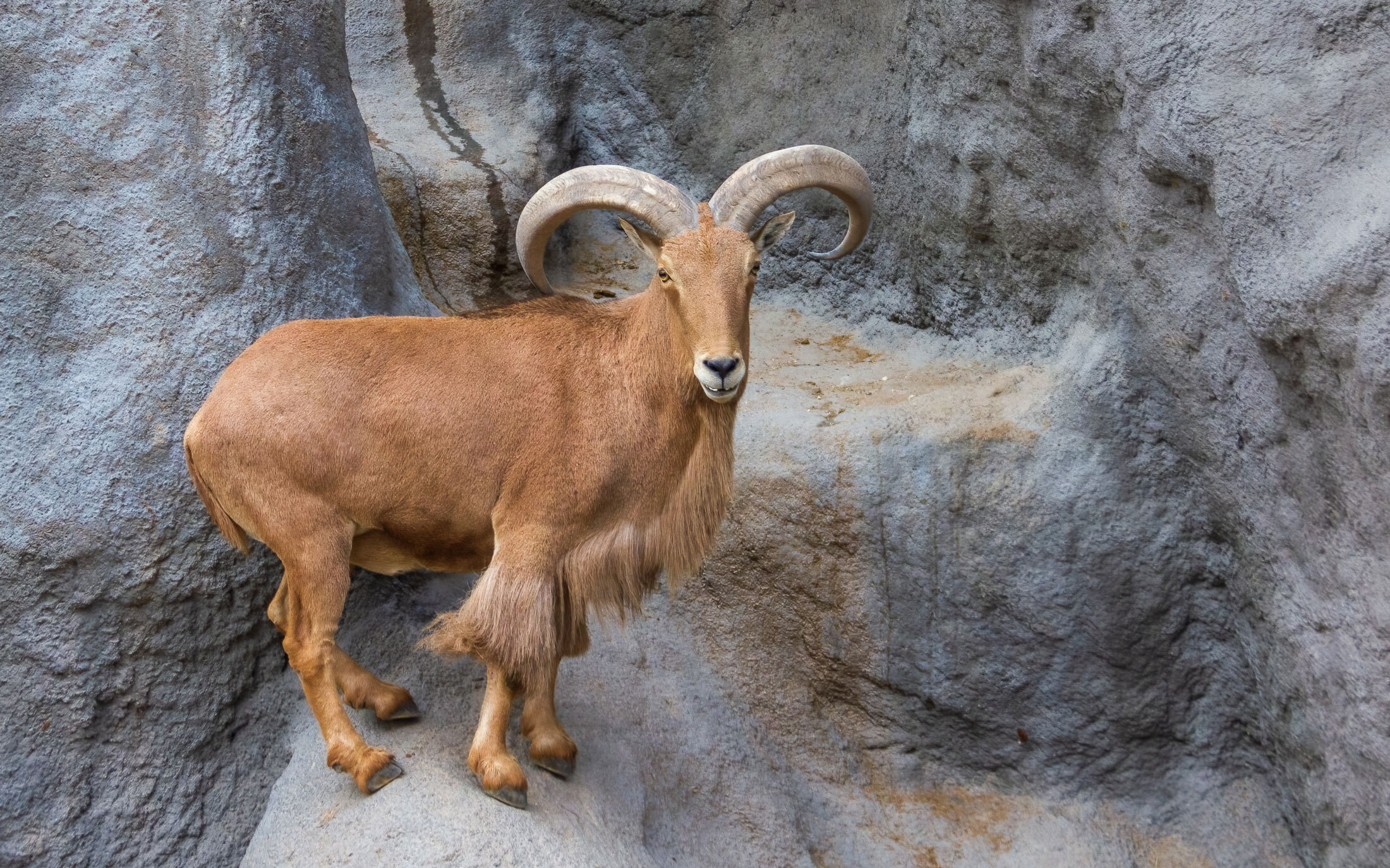 Aoudad-or-Barbary-Sheep-header-img