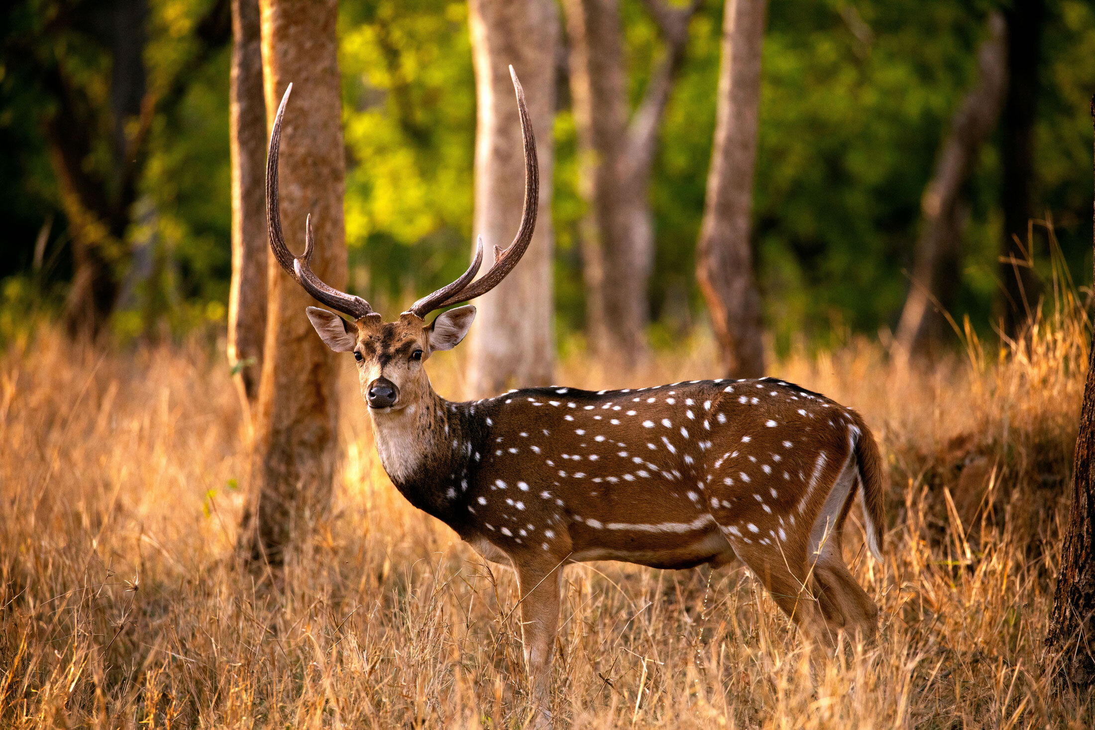 Axis Deer Chital Links Wild Safaris Axis Deer Chital Links Wild Safaris