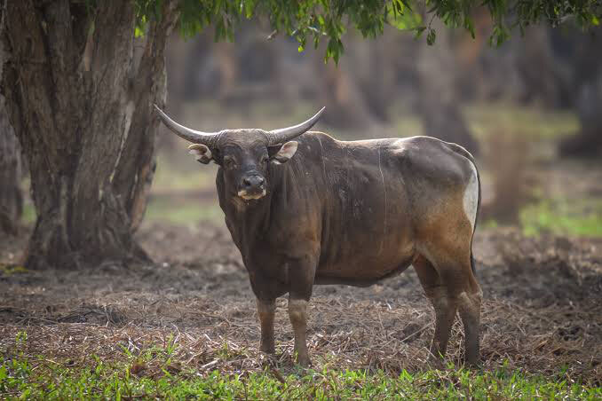 Banteng-img-2
