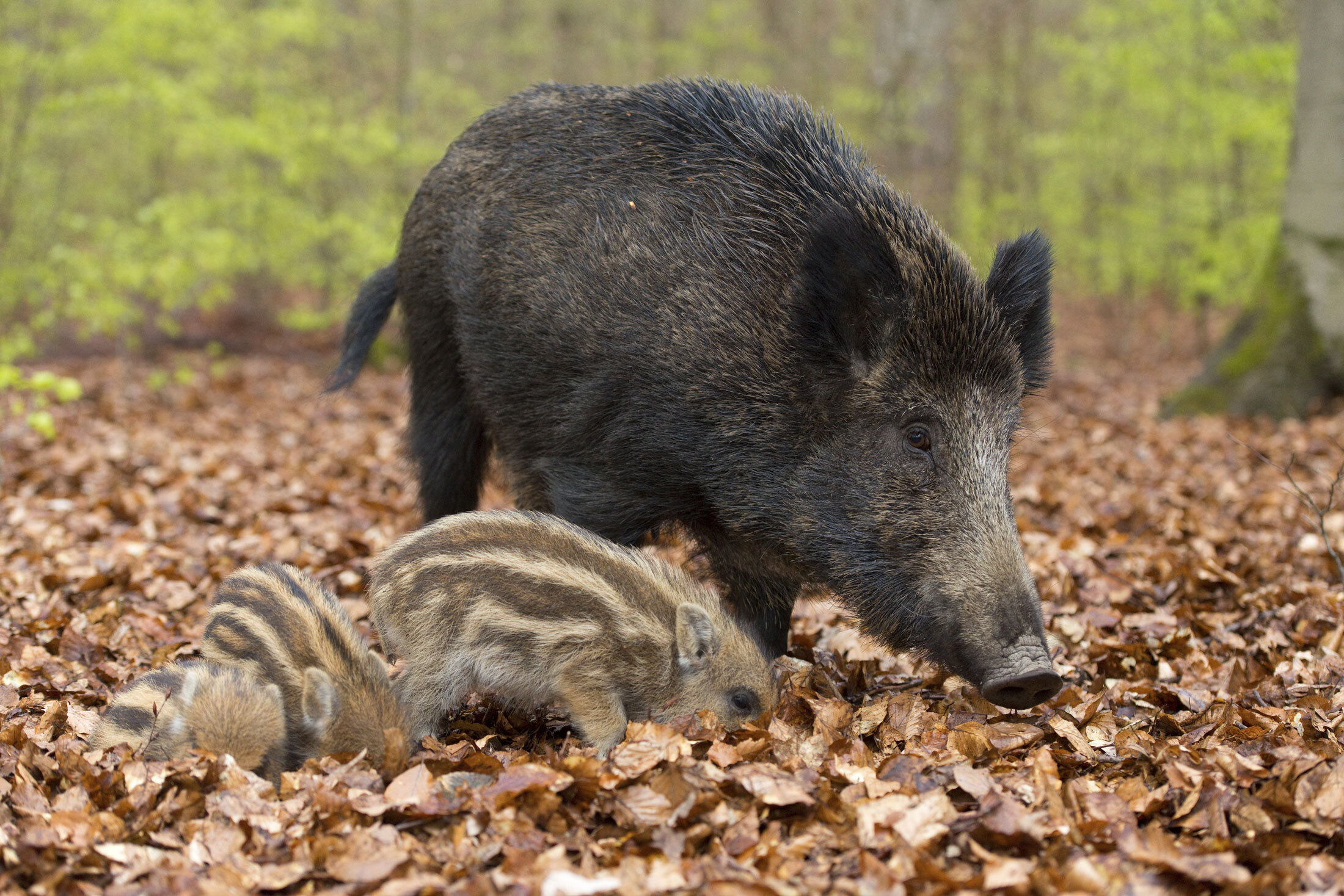 Barbary-Wild-Boar-header-img
