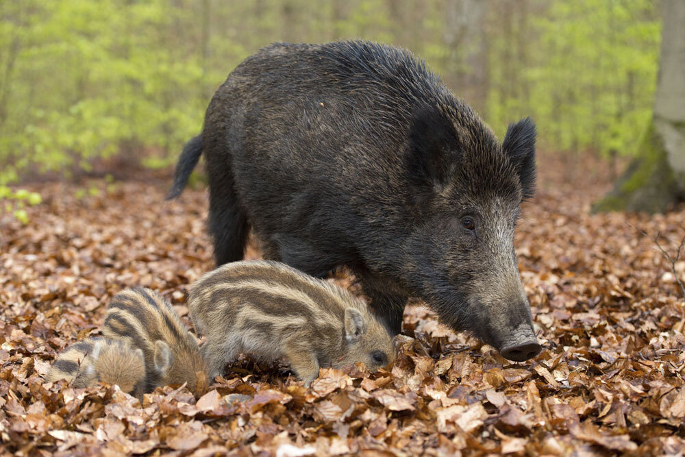 Barbary-Wild-Boar-img-2