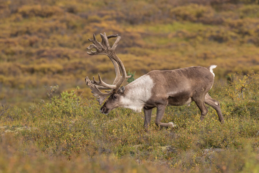 Barren‑Ground-Caribou-img-2