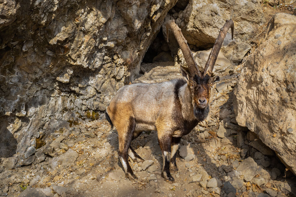 Bezoar-Ibex-img-2