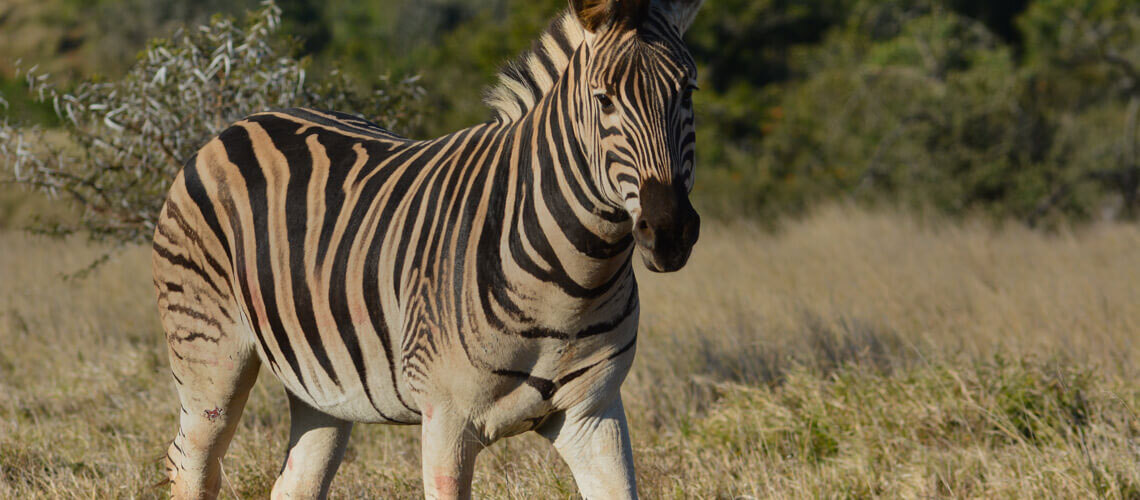Burchells-Zebra-header-img