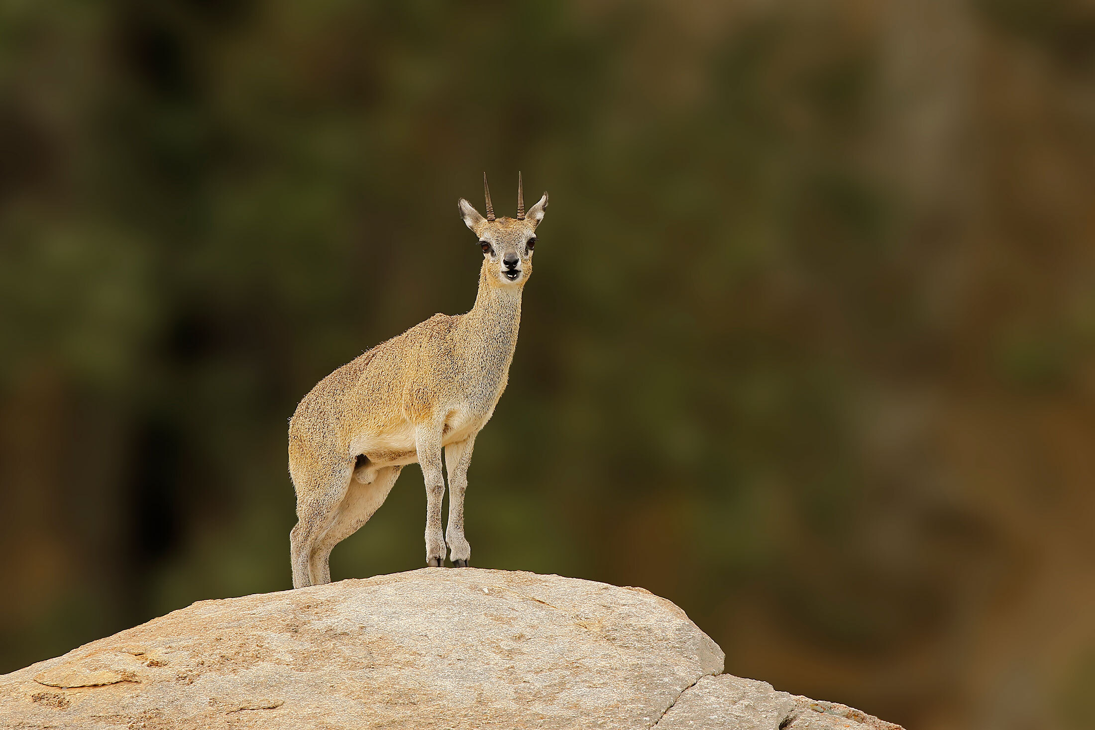 Duiker(Pygmy-Antelope)-header-img