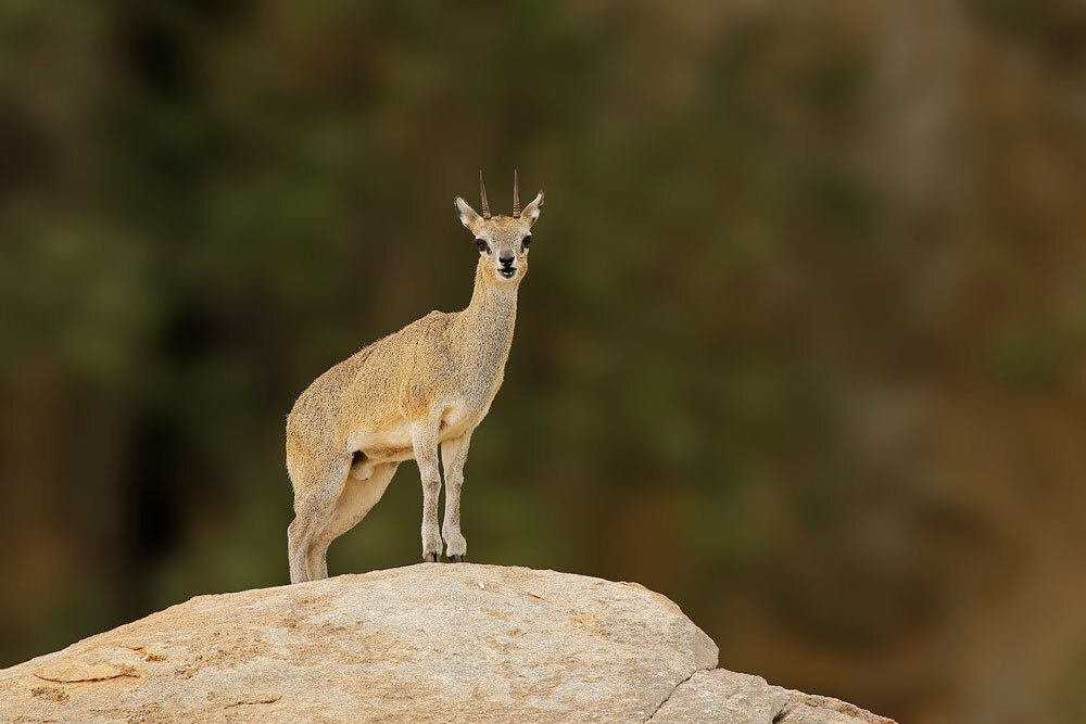 Duiker(Pygmy-Antelope)-img-2