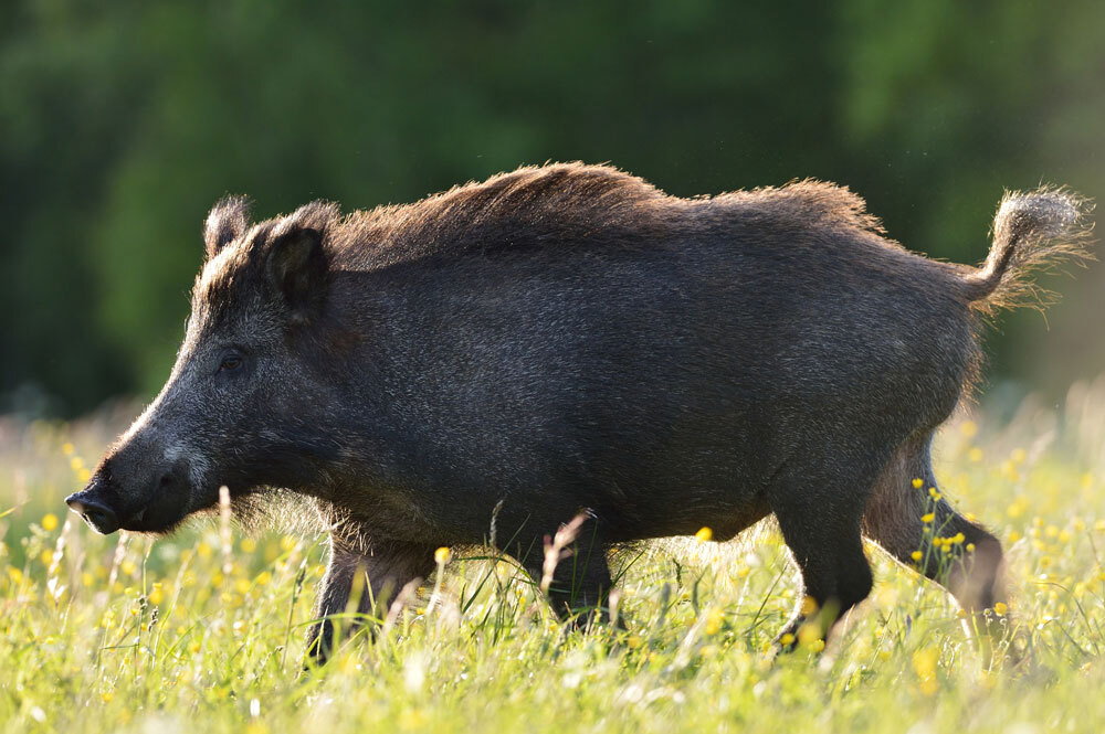 Eurasian-Wild-Boar-img-2