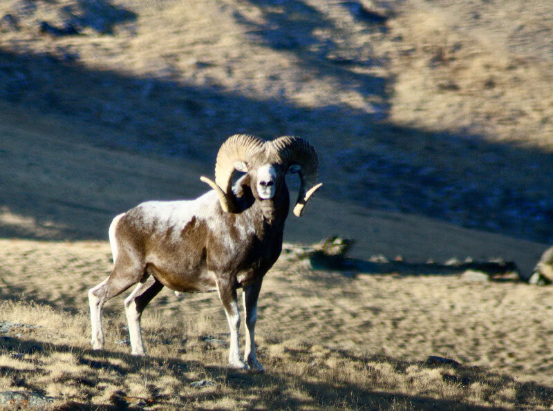 Gobi-Argali-header-img