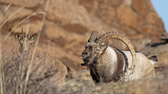 Gobi-Ibex-img-2