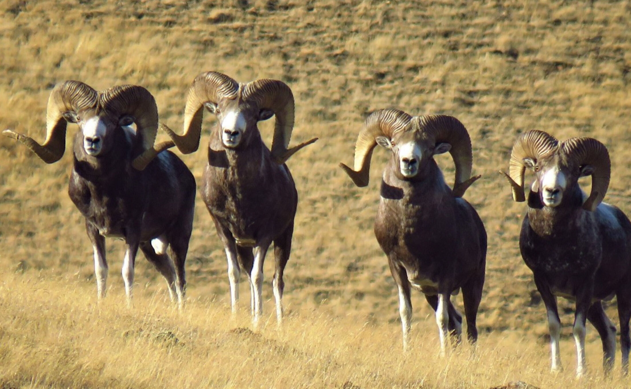 Hangai-Argali-header-img
