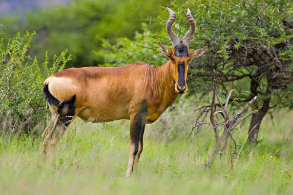Hartebeest-img-2