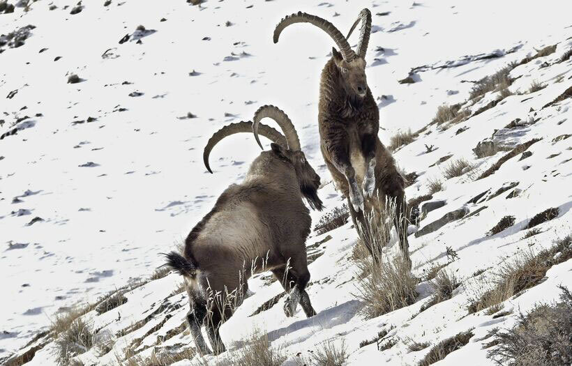 Himalayan-Ibex-img-2