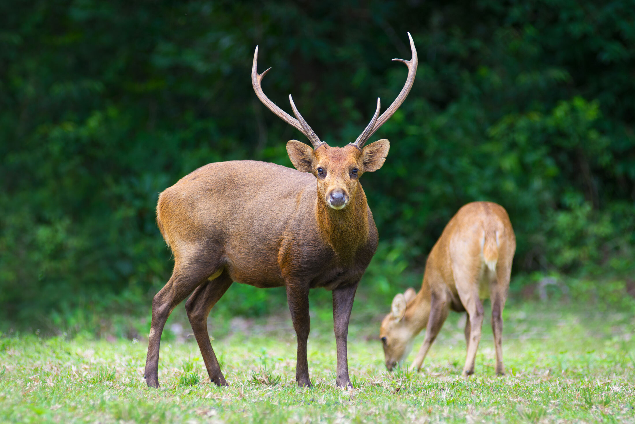 Hog-Deer-header-img