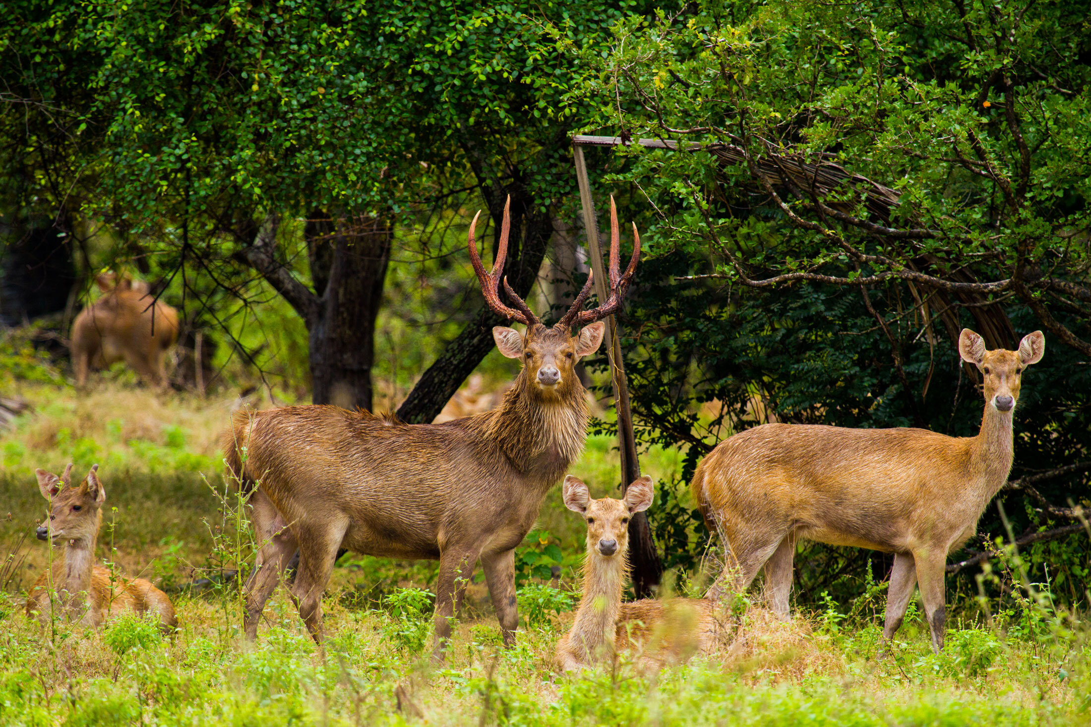 Javan-Rusa-Deer-header-img