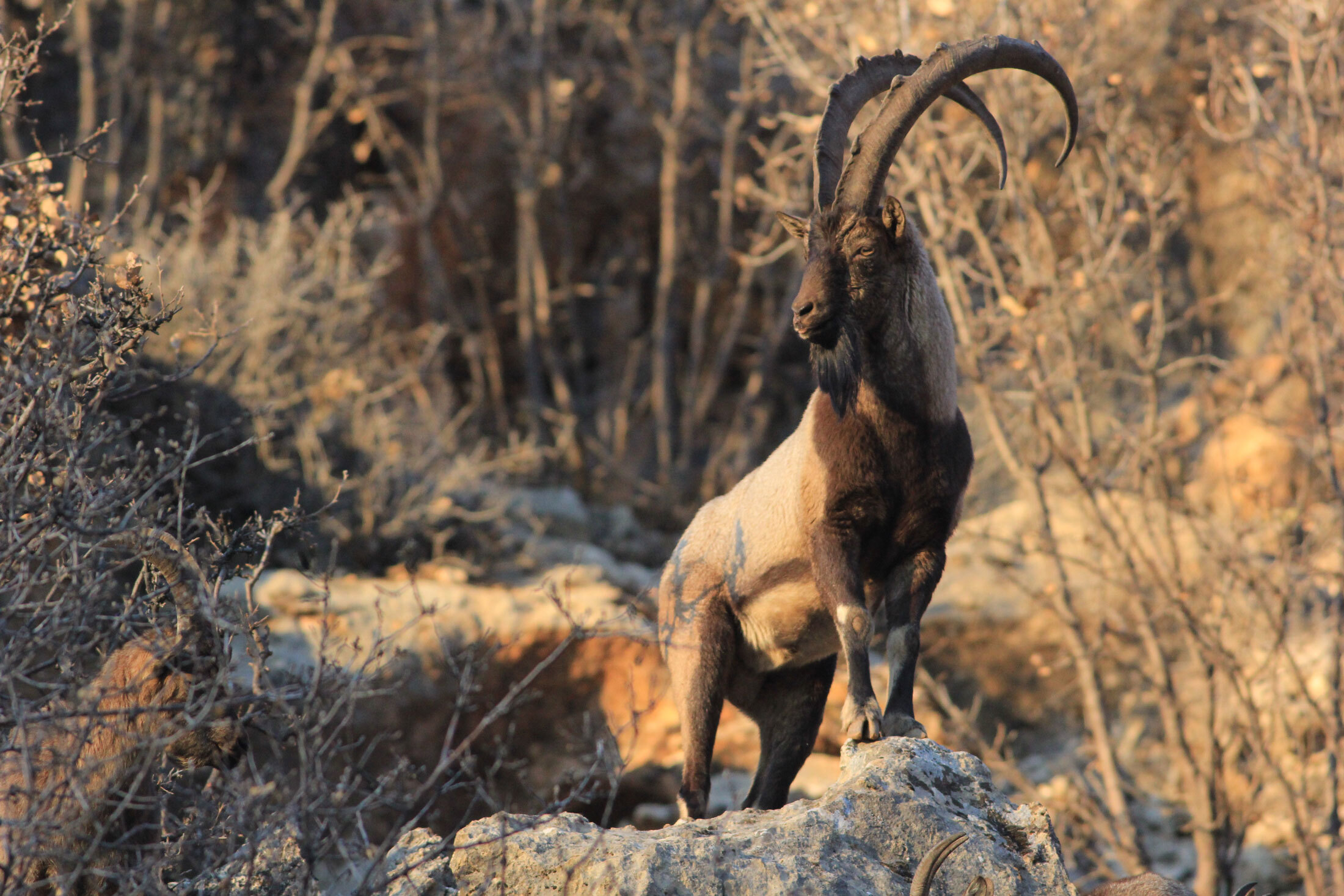 Kri-Kri-Ibex-header-img