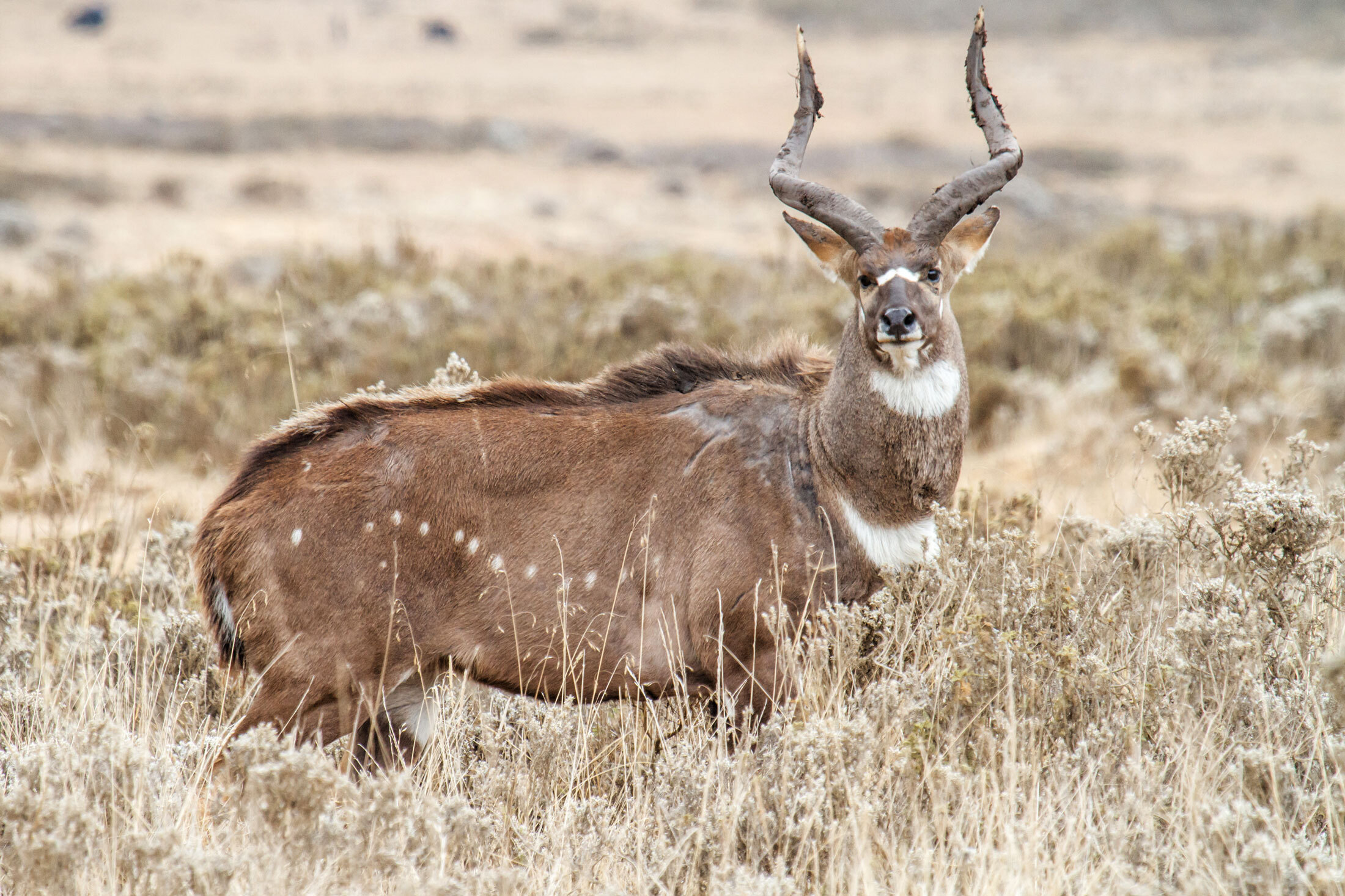 Mountain-Nyala-header-img