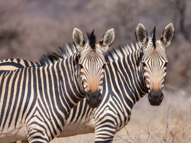 Mountain-Zebra-header-img
