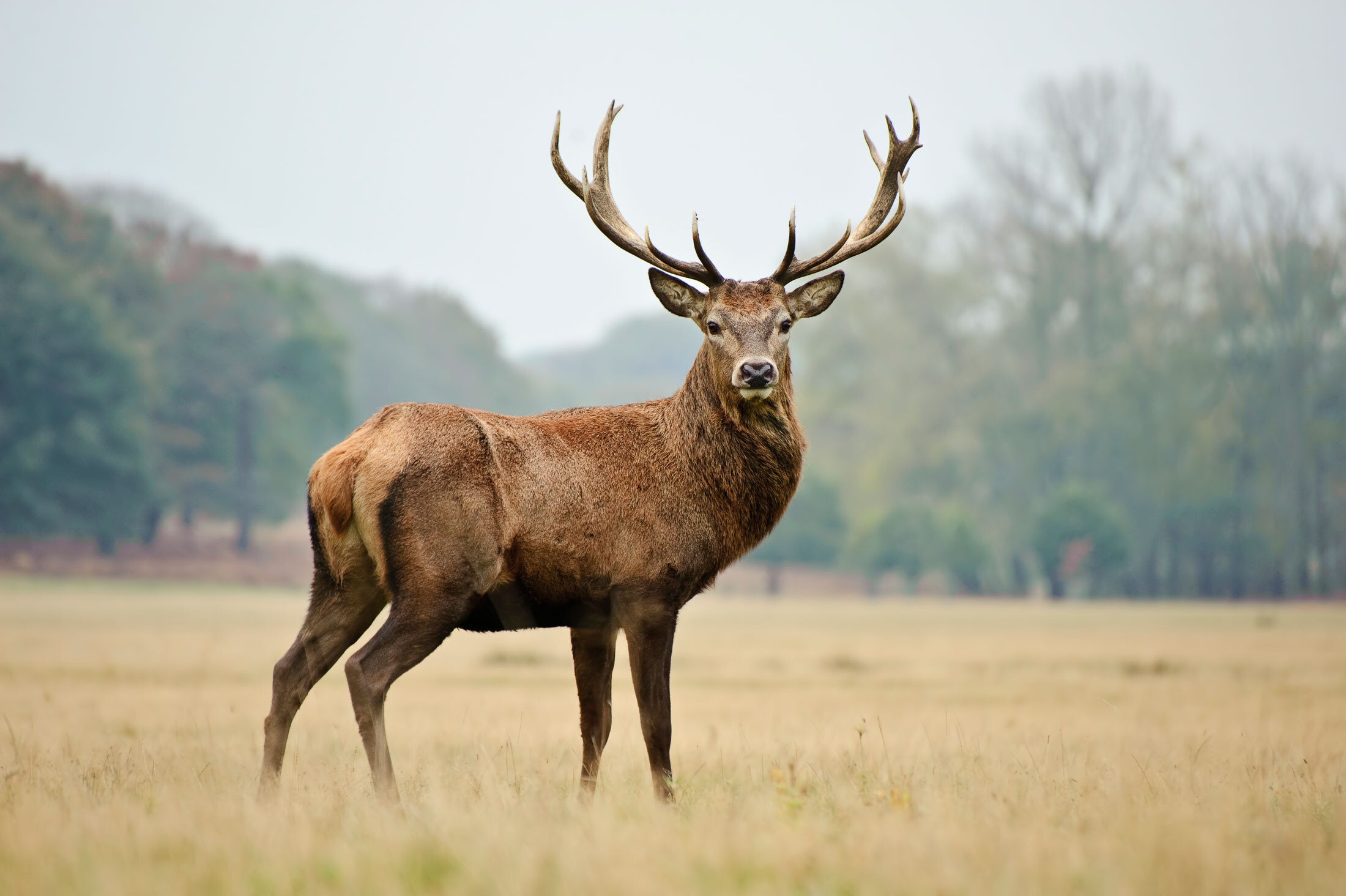 Red-Stag-header-img