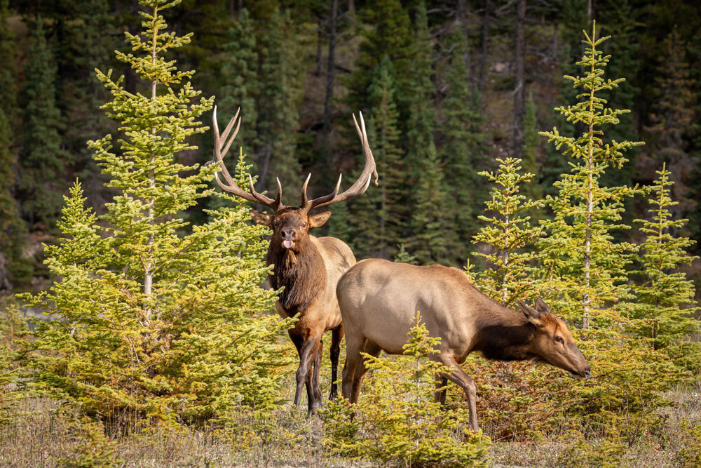 Rocky-Mountain-Elk-img-2