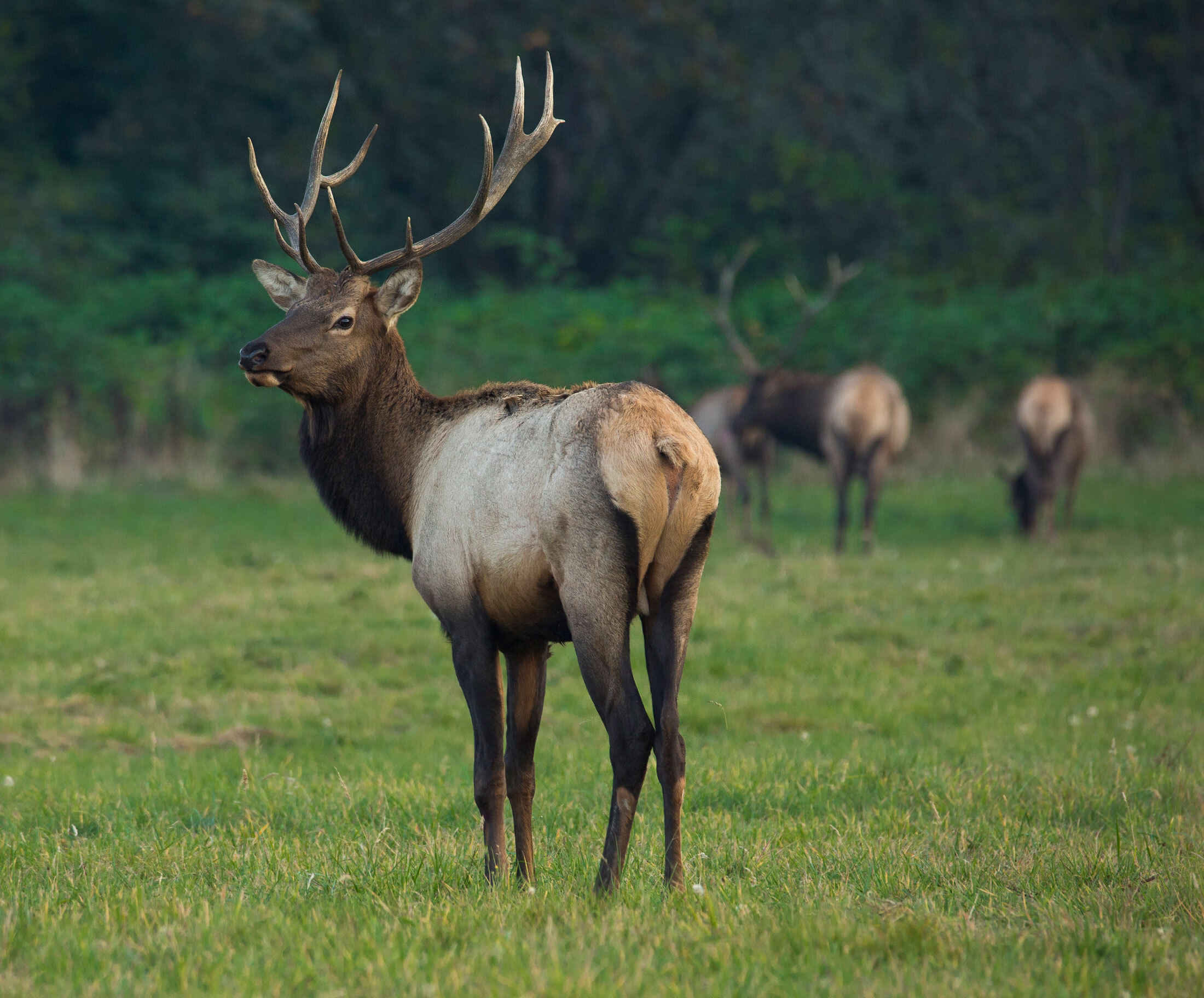 Roosevelt-Elk-header-img