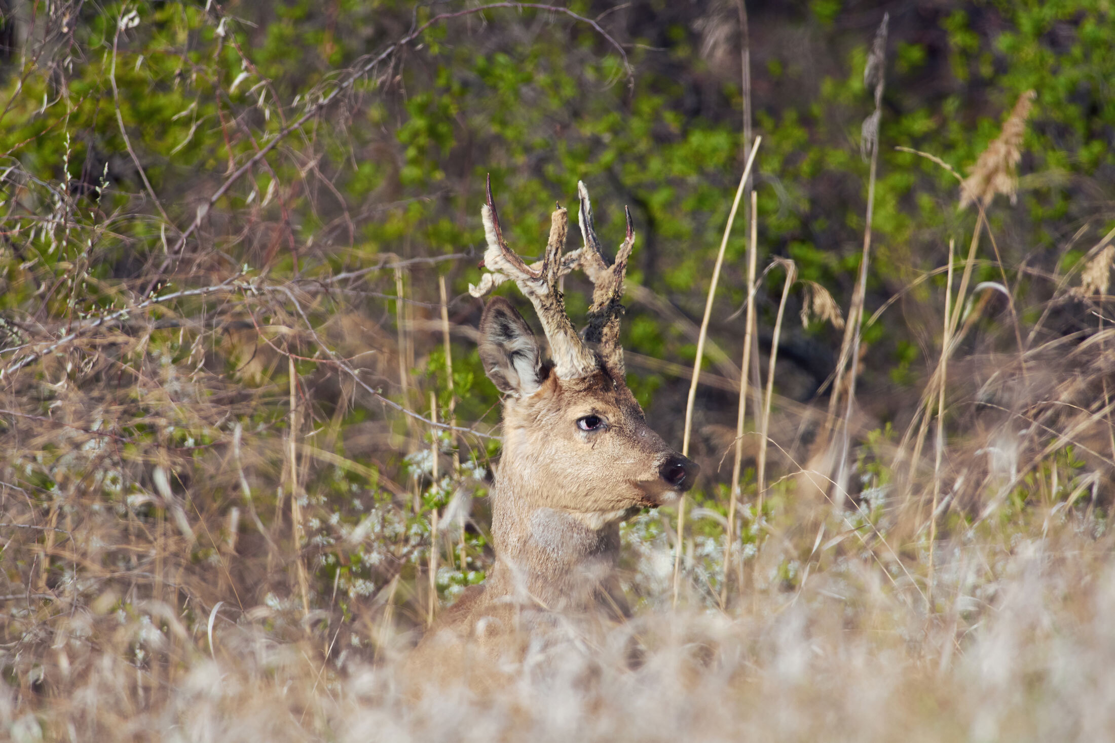 Siberian-Roe-Deer-header-img