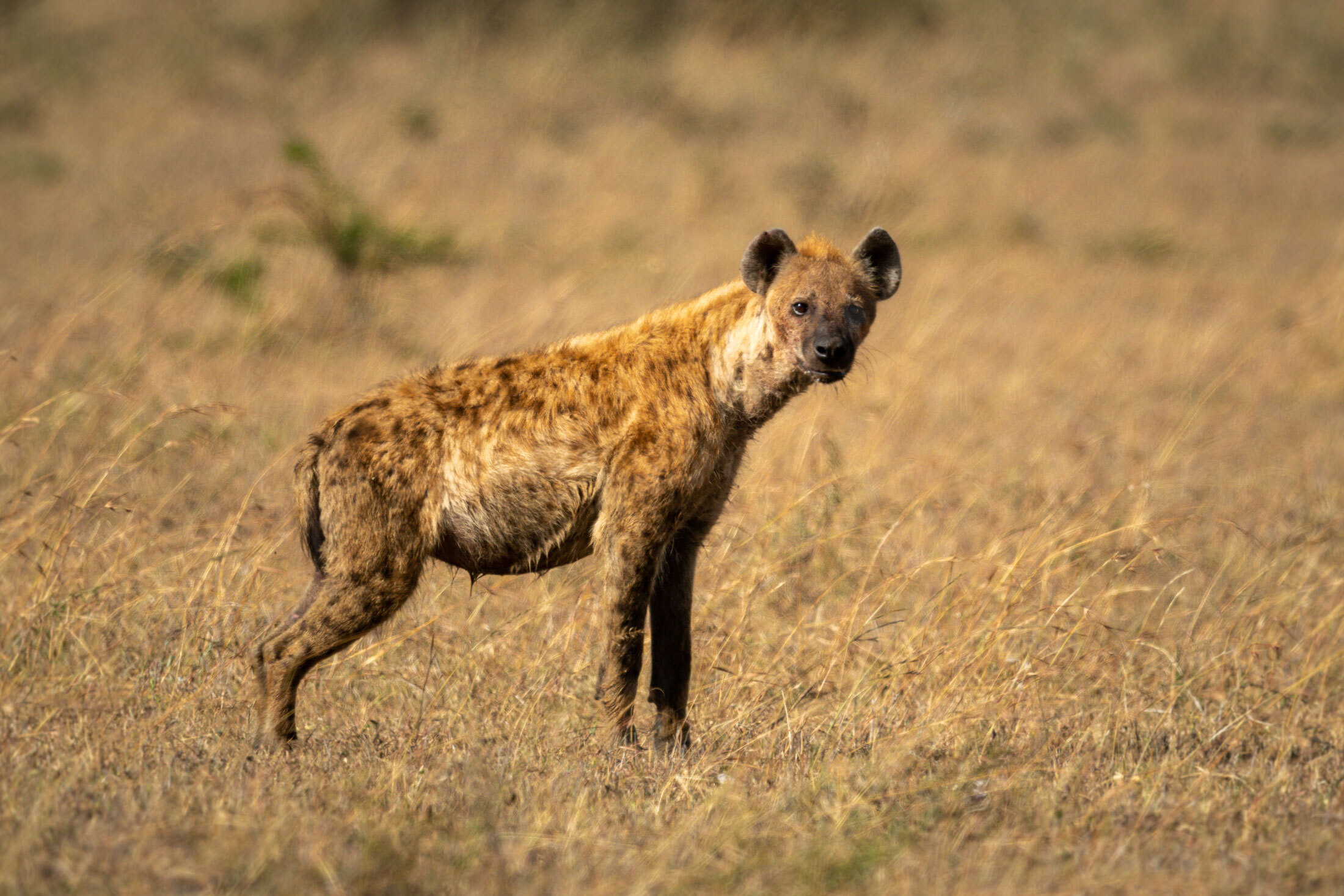 Spotted-Hyena-header-img