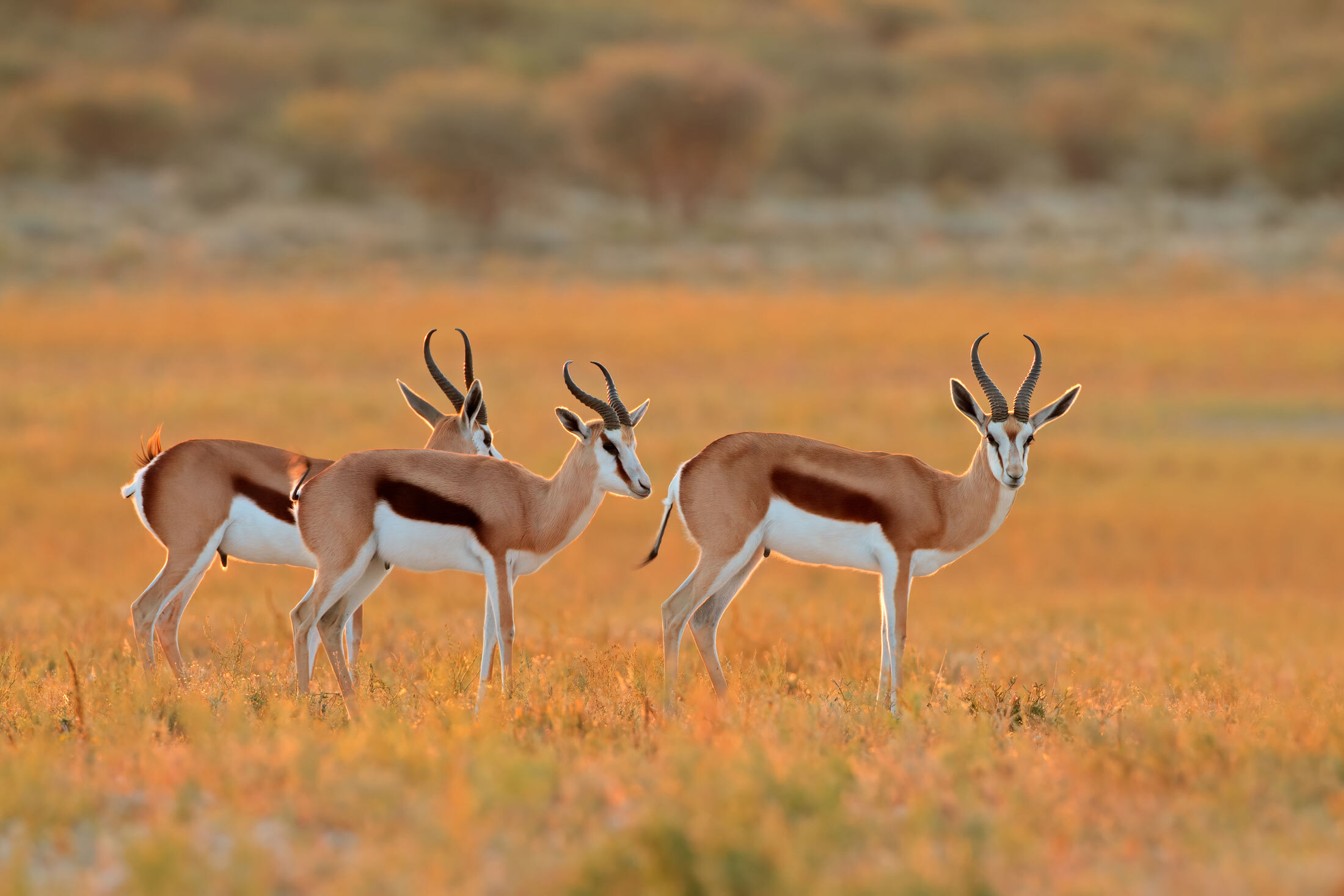 Springbok-header-img