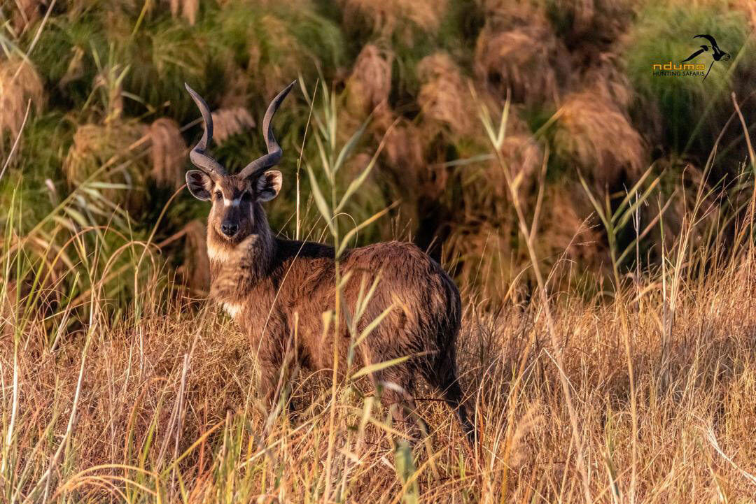 Stitatunga-header-img