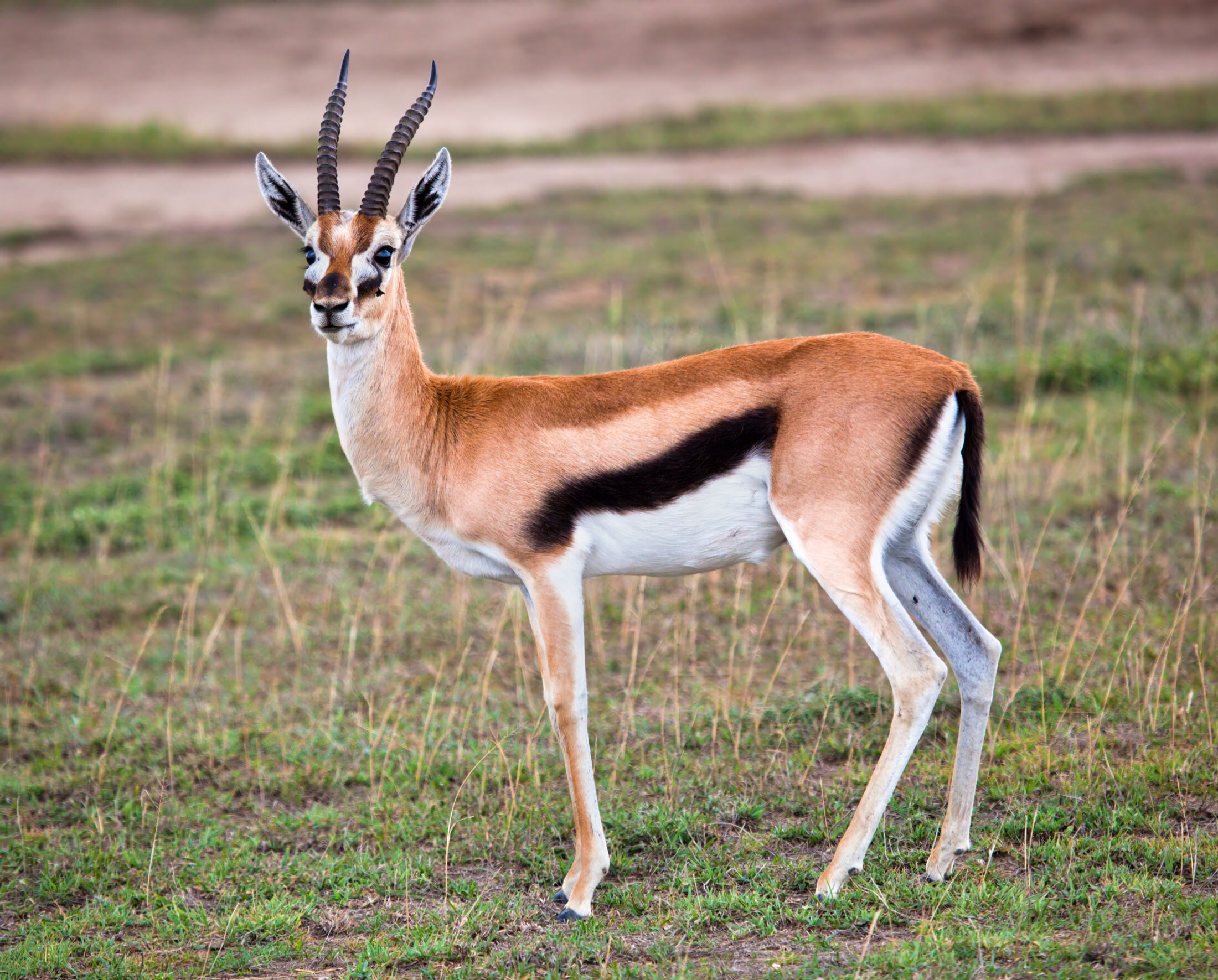 Thomson’s-Gazelle-header-img
