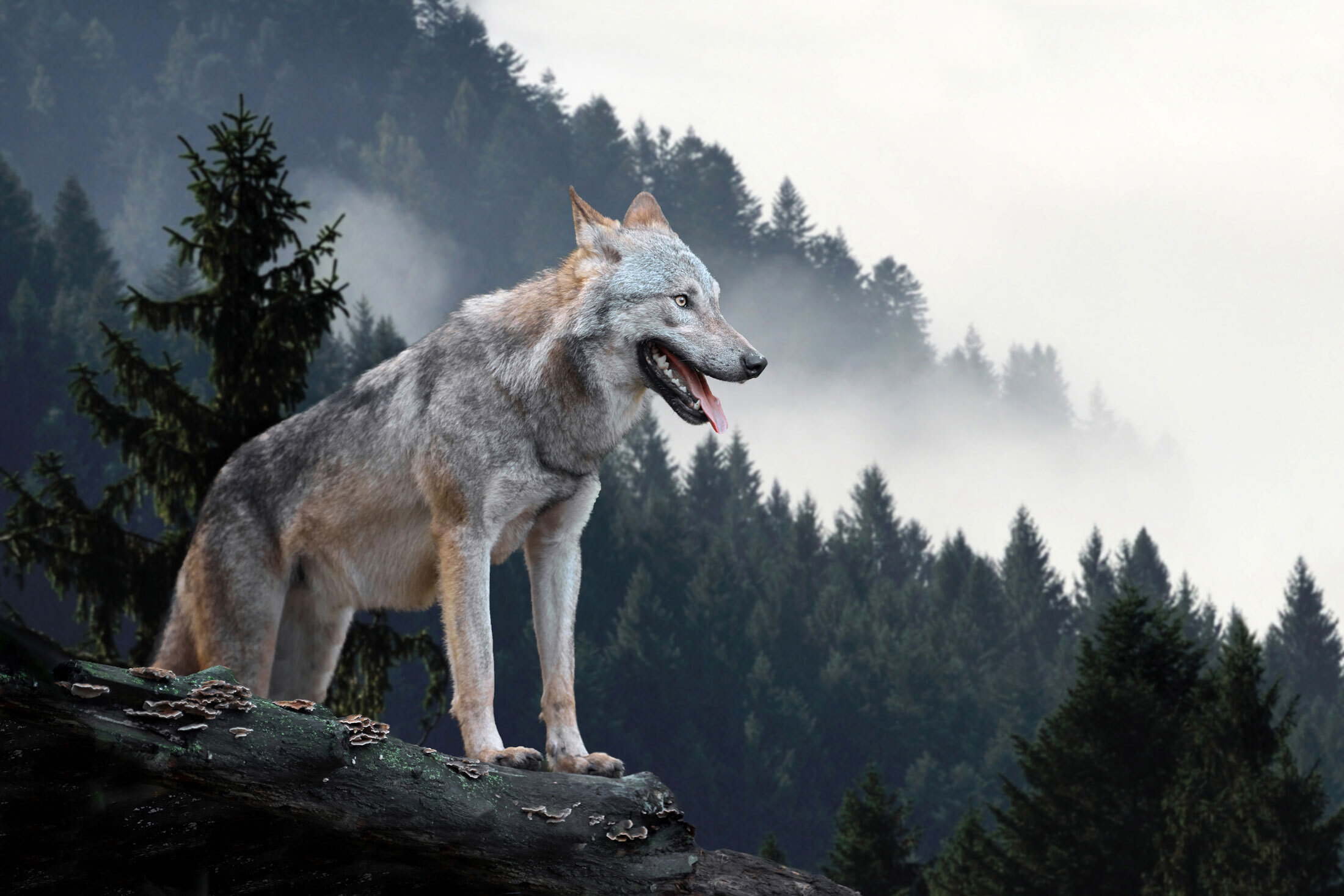 Timber-Wolf-header-img