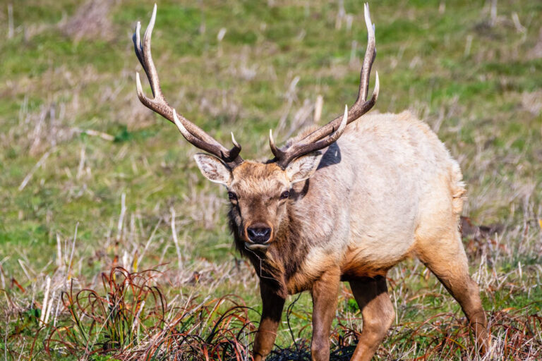 Tule Elk Links Wild Safaris 