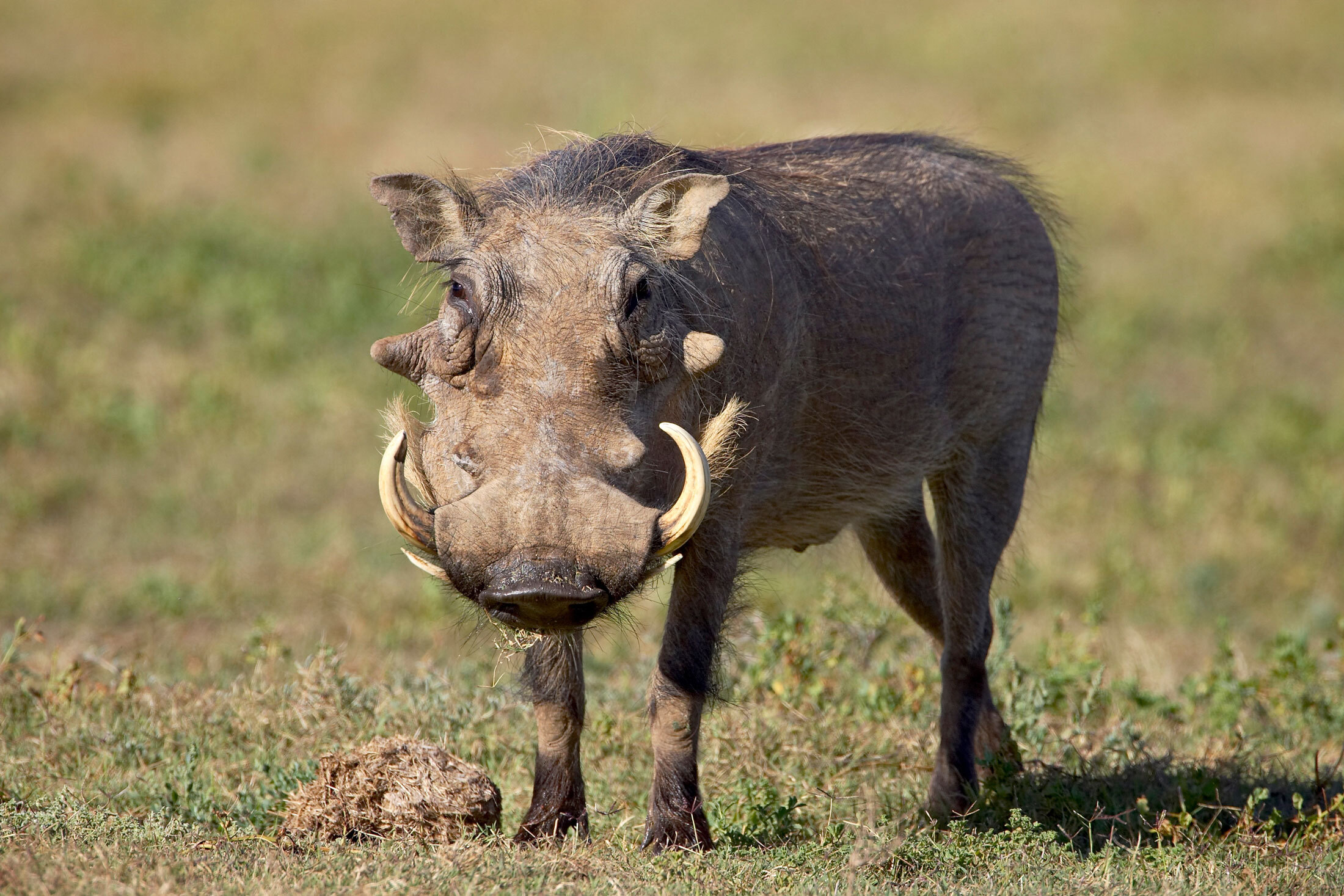 Warthog-header-img
