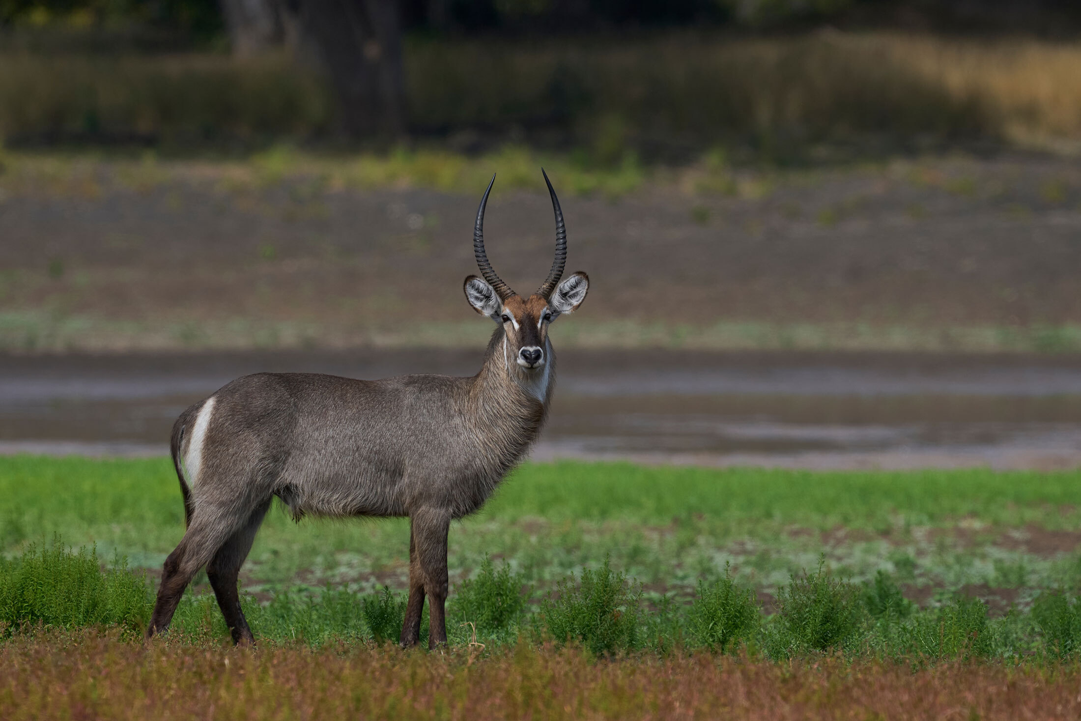 Waterbuck-header-img