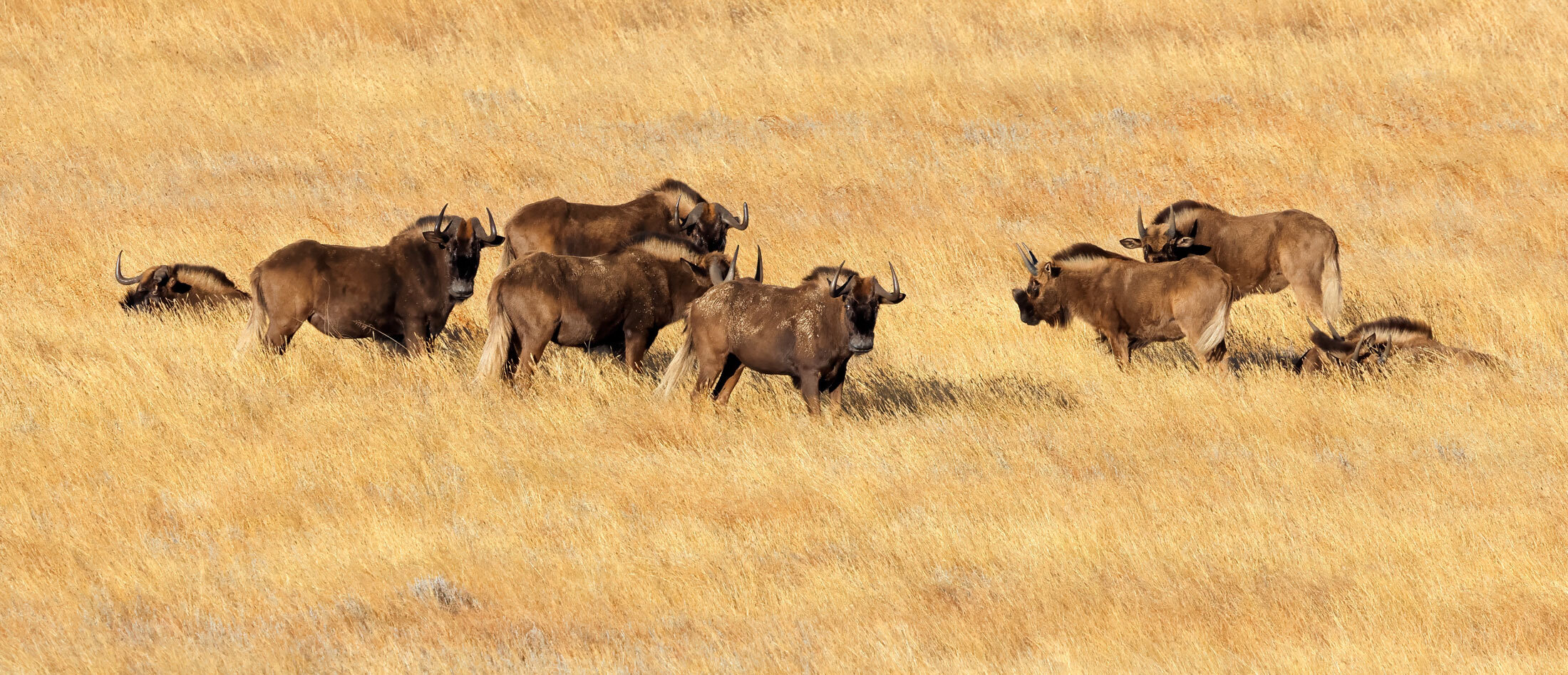 Wildebeest-header-img