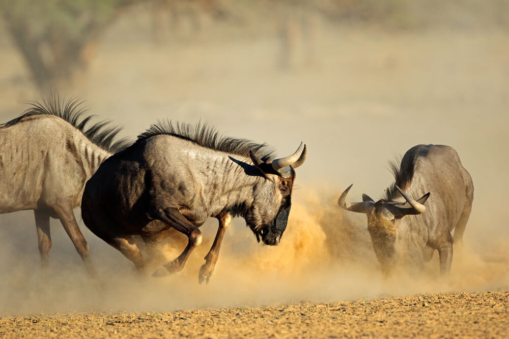 Wildebeest-img-2