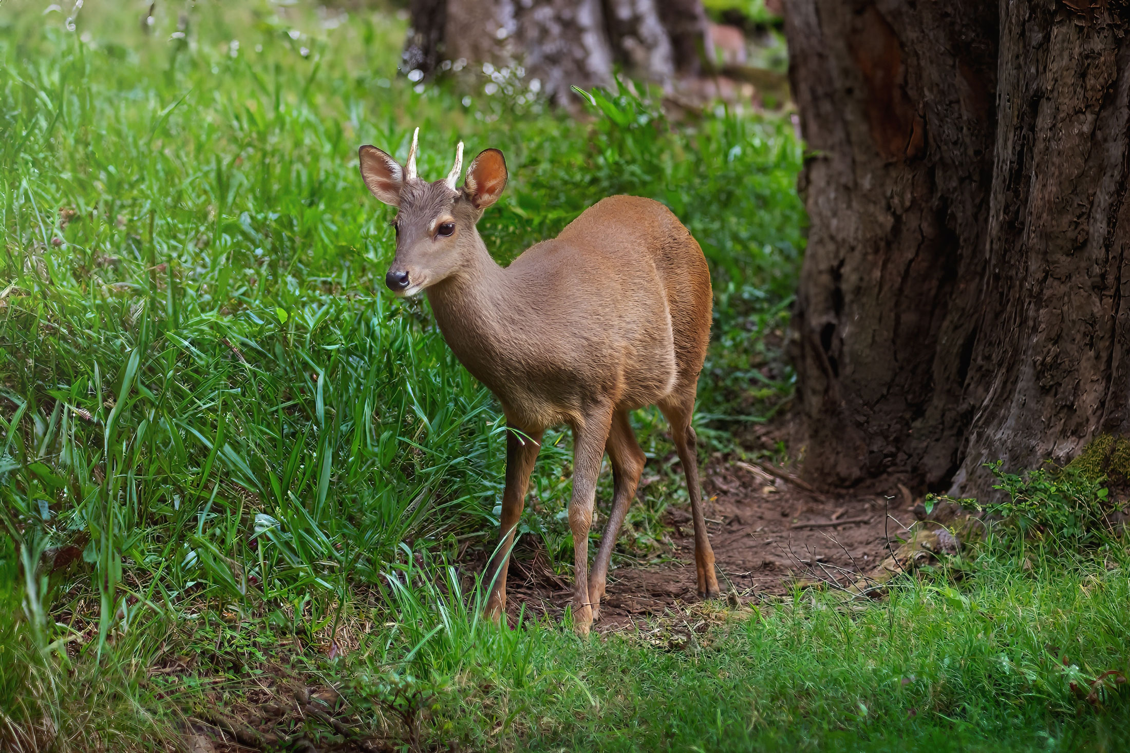 Brocket-Deer-header-img