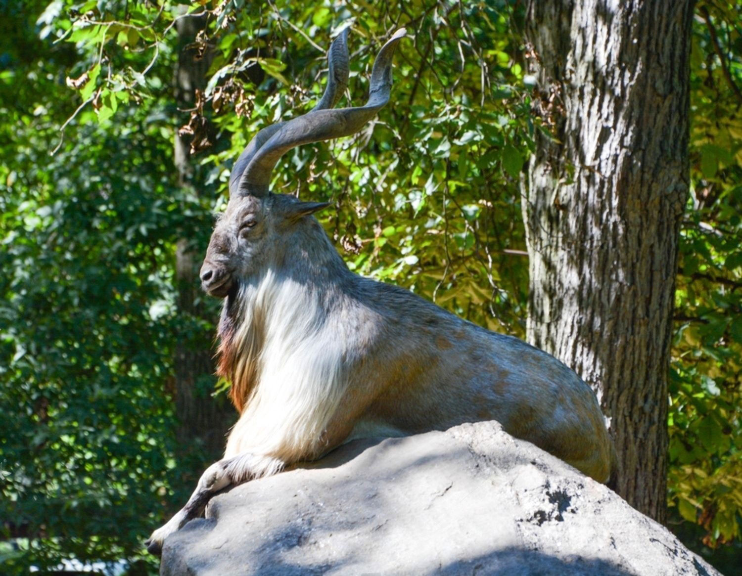 Bukharan-Ibex-header-img