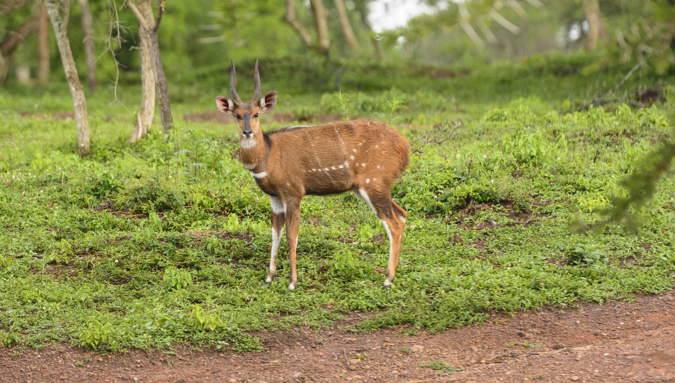 Bushbuck-header-img