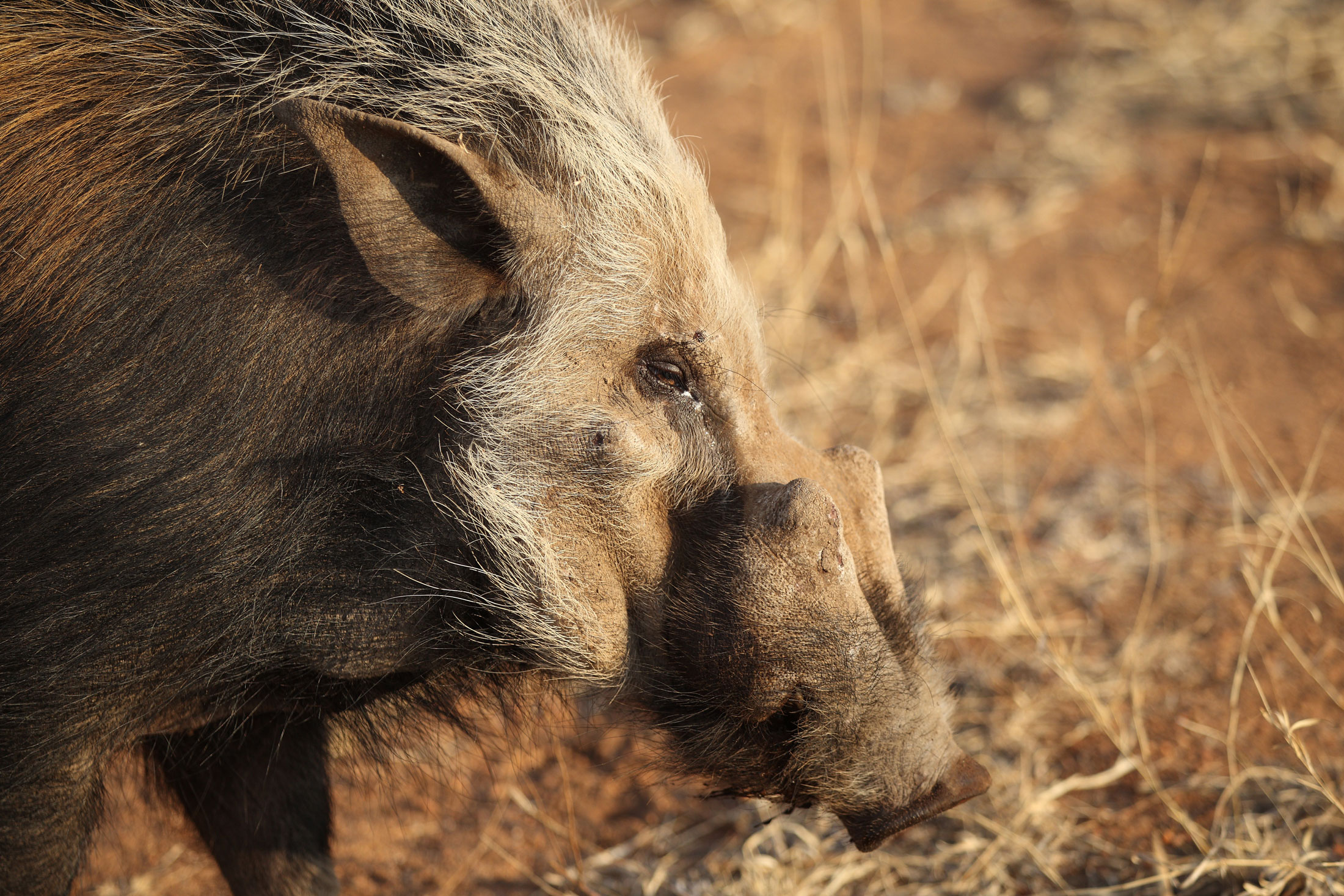 Bushpig-header-img