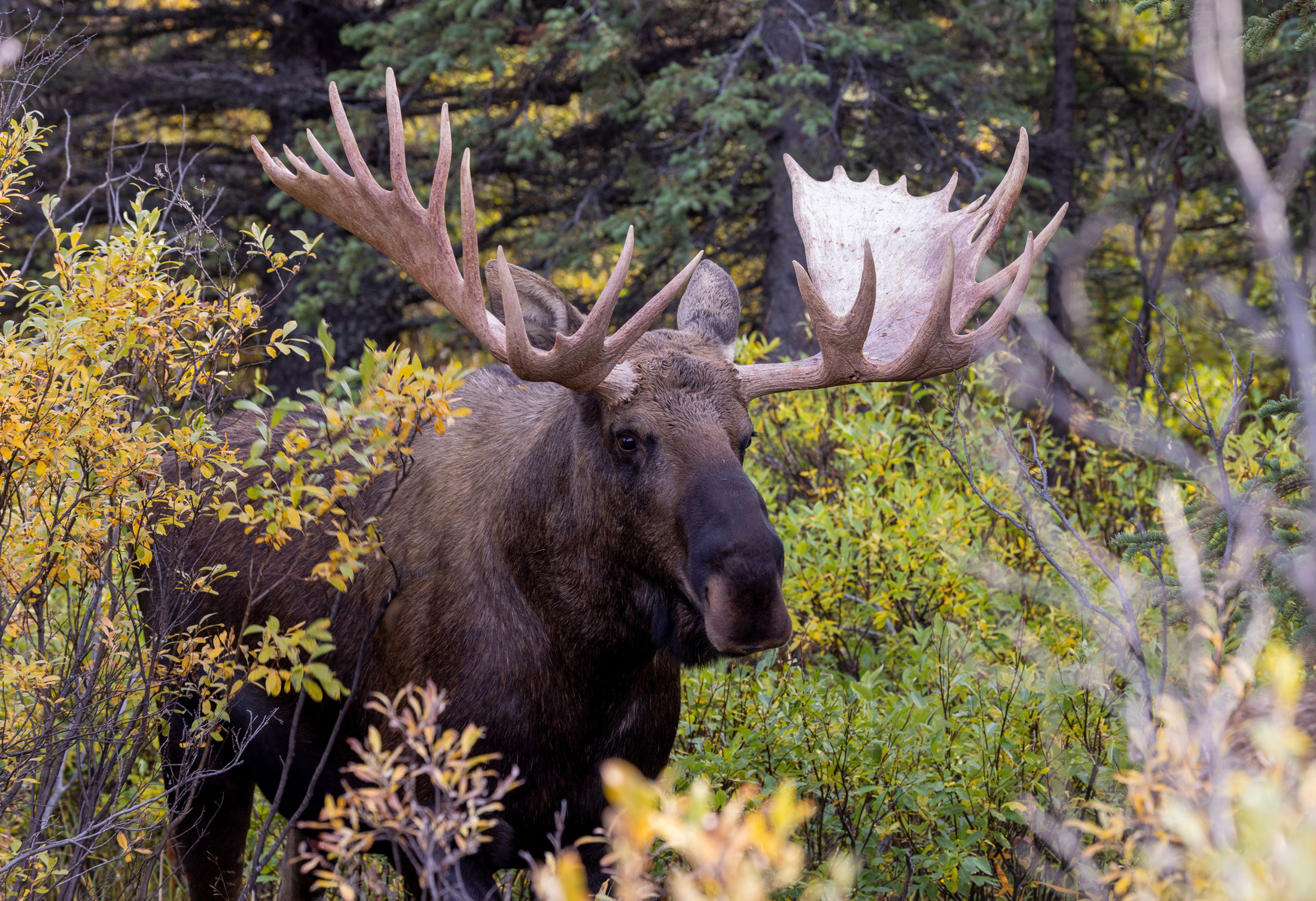 Canadian-Moose-header-img