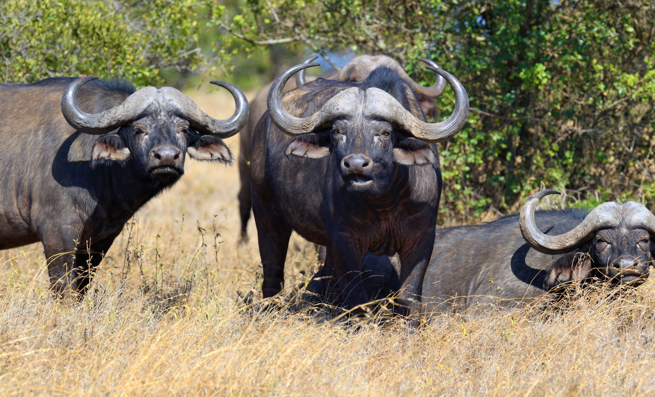 Cape Buffalo-header-img