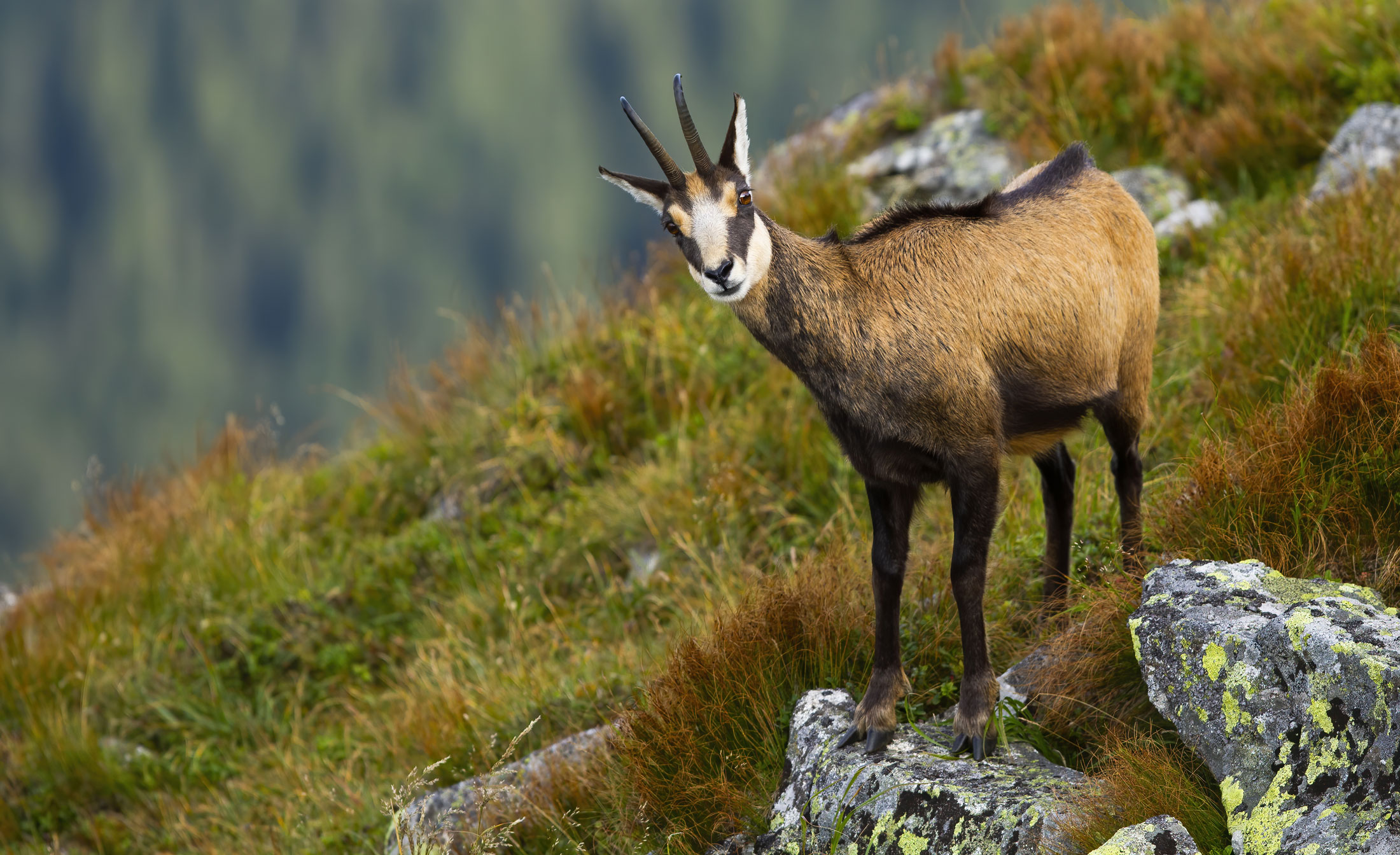 Chamois-header-img