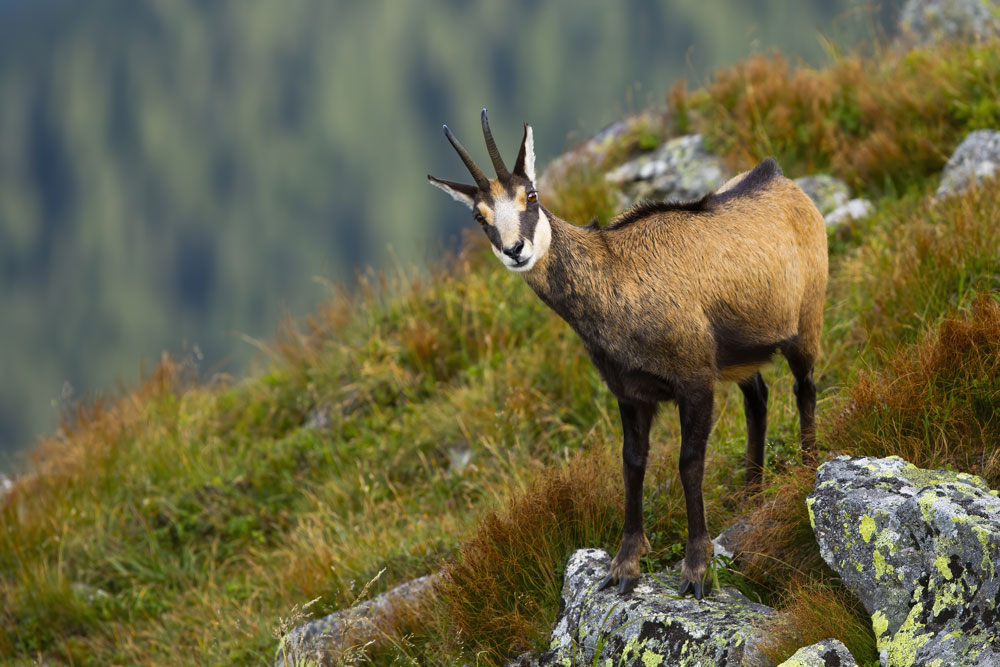 Chamois-img-2